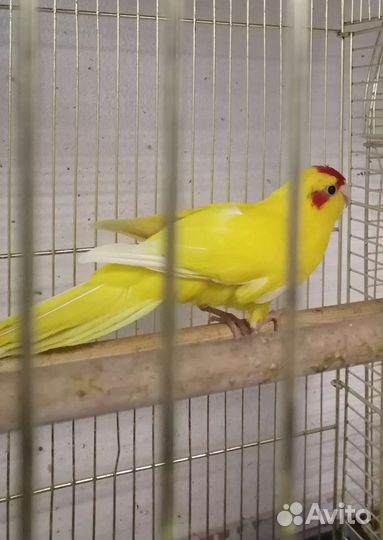Попугай какарик