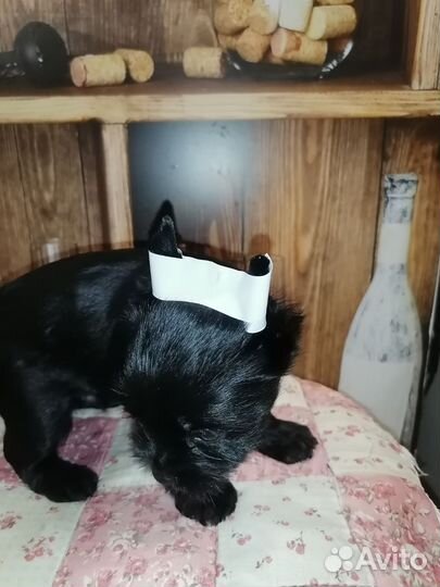 Черный жемчуг