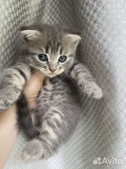 Котенок мальчик 9 недель