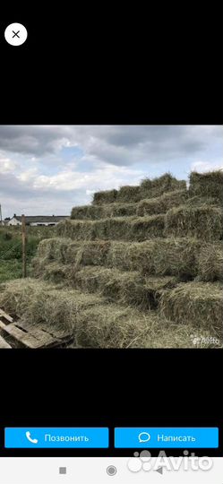 Сено в брикетах