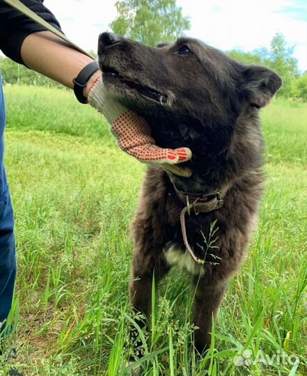 Мечтает о доме