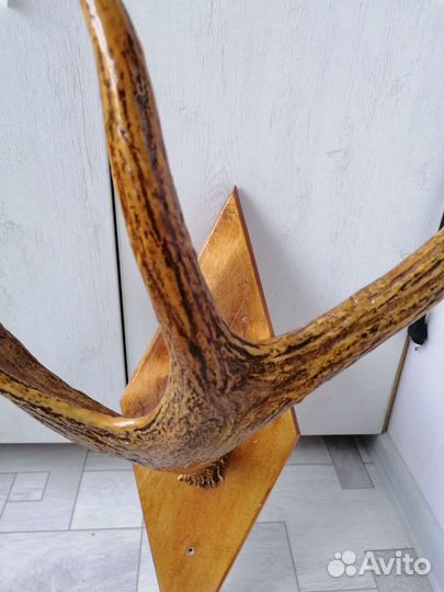 Продам рога лося