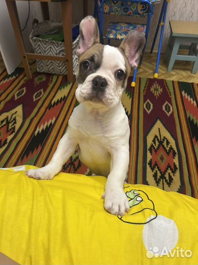 Французский бульдог