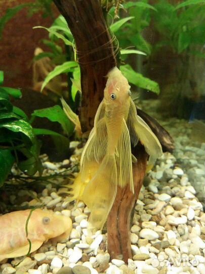 Анциструс L144, L 397, L181