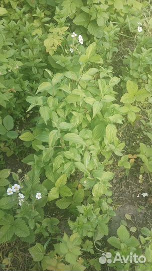 Жасмин куст