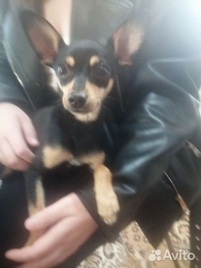 Русский той-терьер вязка