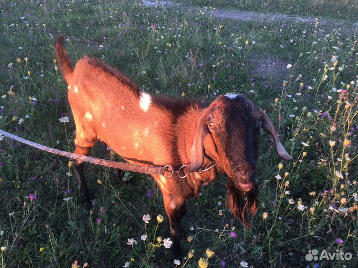 Нубийский козел