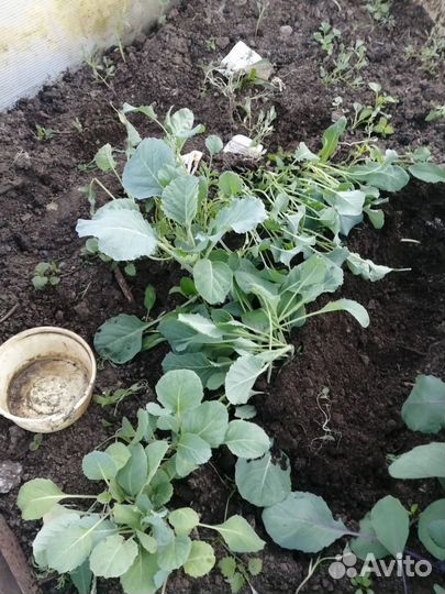 Продам капустную рассаду