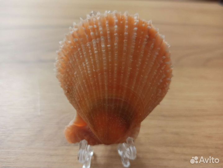 Морская раковина