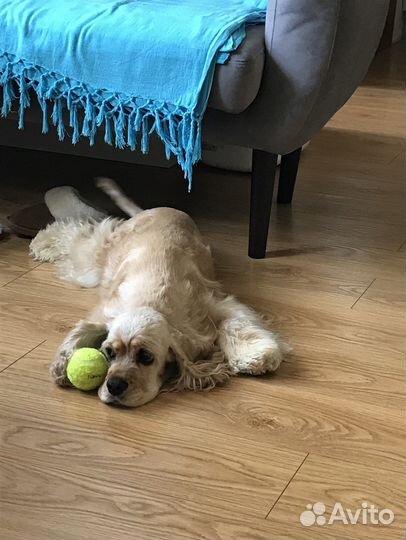 Передержка собаки дома VIP