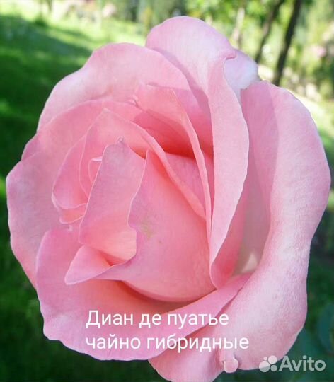 Чайно гибридные розы