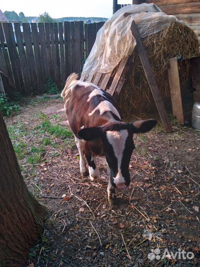 Теленок, корова