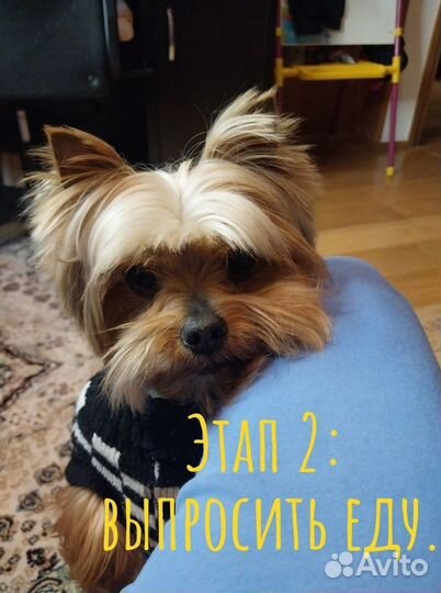 Йоркширский терьер вязка