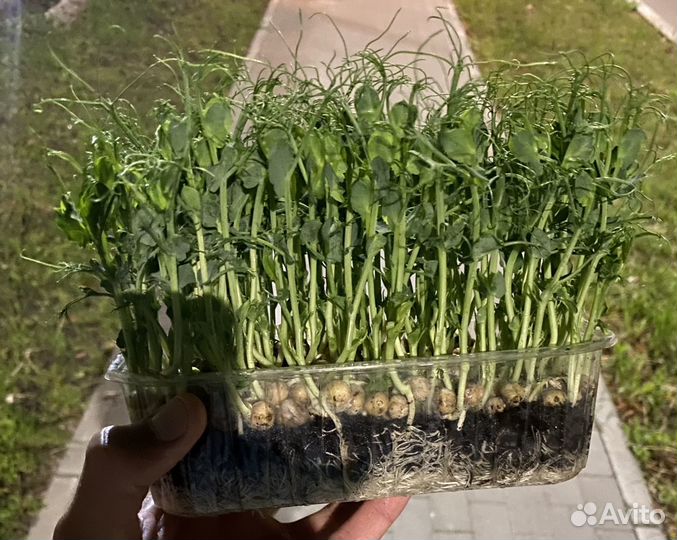 Микрозелень горох