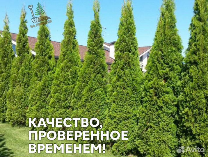 Туя колумна с гарантией