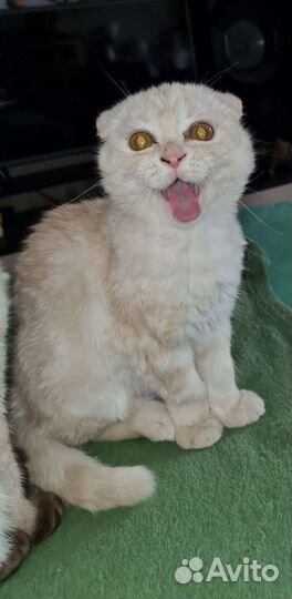 Шотландские вислоухие котята рыжие