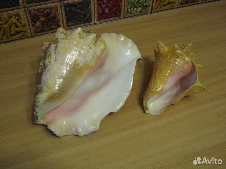 Раковины Рапаны и другие предметы декора