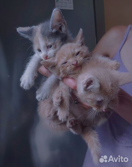 Котята британцы в добрые руки бесплатно