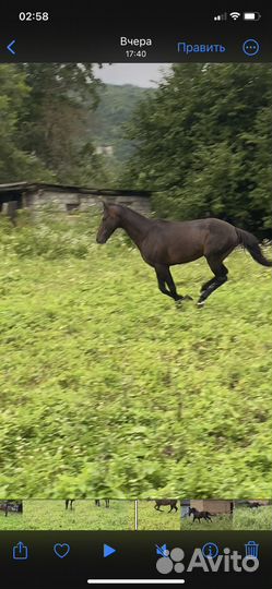 Лошадь Жеребец