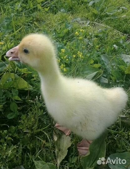 Гусята Линдовские