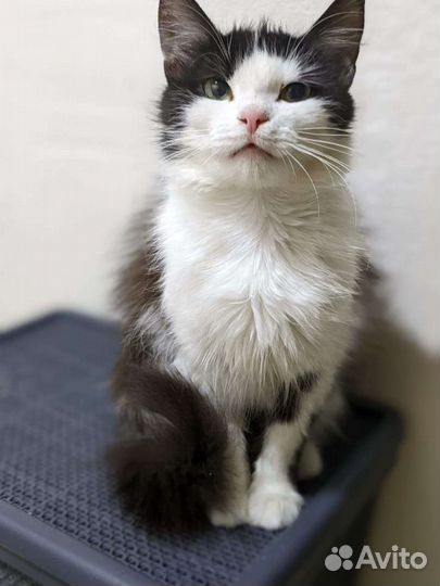 Кошка красивая стерилизованная в добрые руки