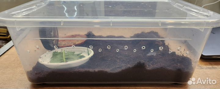 Контейнер с Улитками ахатинами