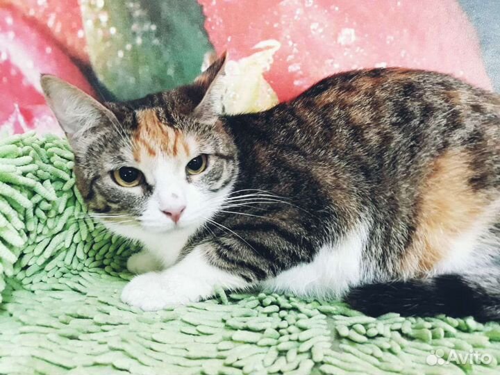 Кошка Варька ищет дом, стерилизована