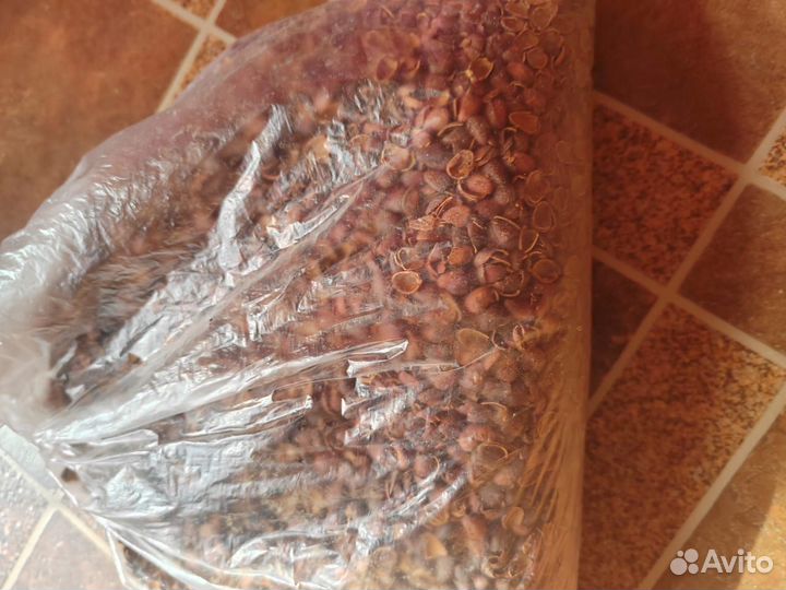 Стерильная скорлупа кедрового ореха