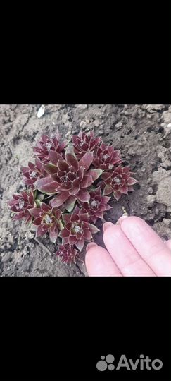 Мини каменная роза