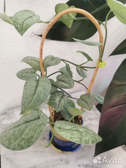 Сциндапсусы разные и другое