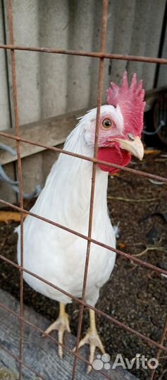 Петухи легорн