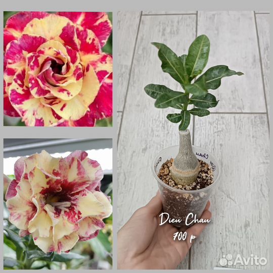 Адениум прививки