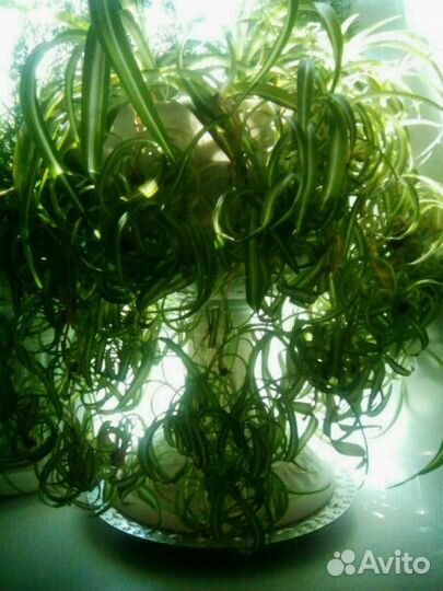 Хлорофитум хохлатый