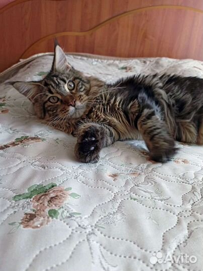 Котята мейн-кун