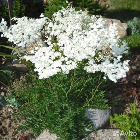 Многолетники садовые