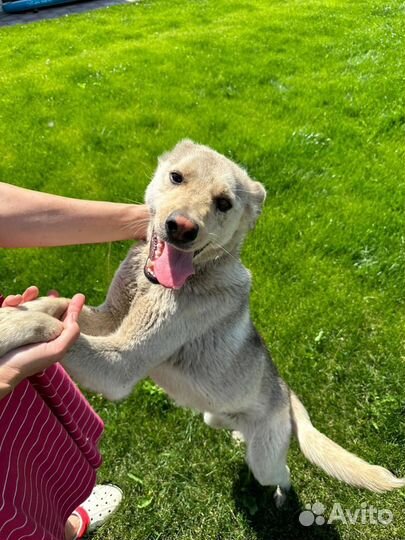 Собака ищет дом