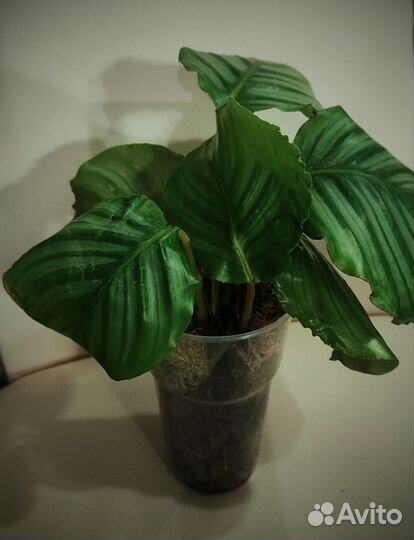 Калатея орбифолия