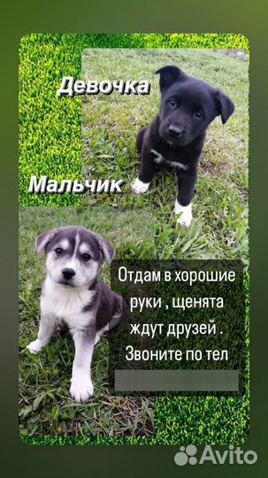 Собака в добрые руки щенок хаски