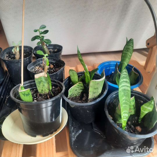 Сансевиерия