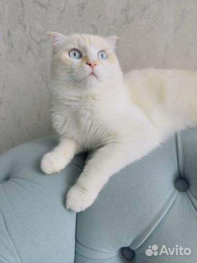 Шотландский кот прямоухий вязка