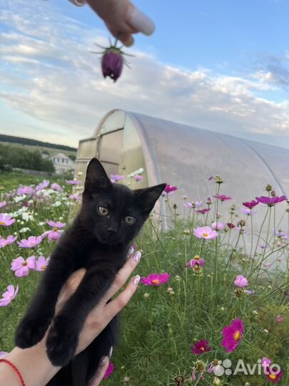 Кот черный