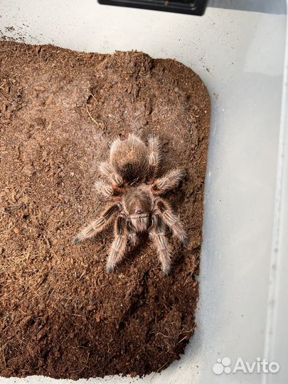 Паук Grammostola rosea red и Grammostola pulchra