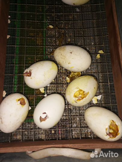 Гусята линда