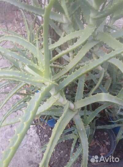 Алоэ 3 и 4 года