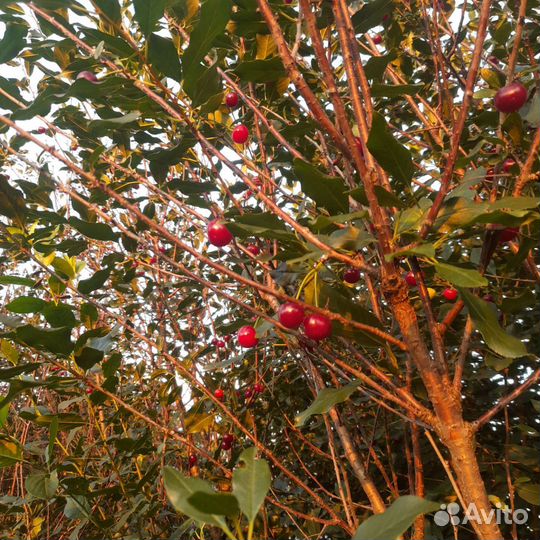 Вишня, смородина