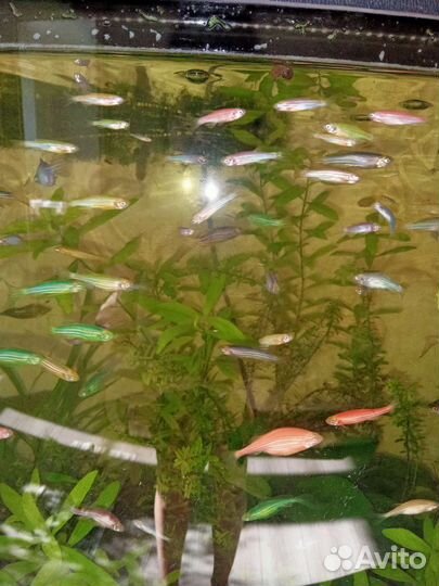 Рыбки данио