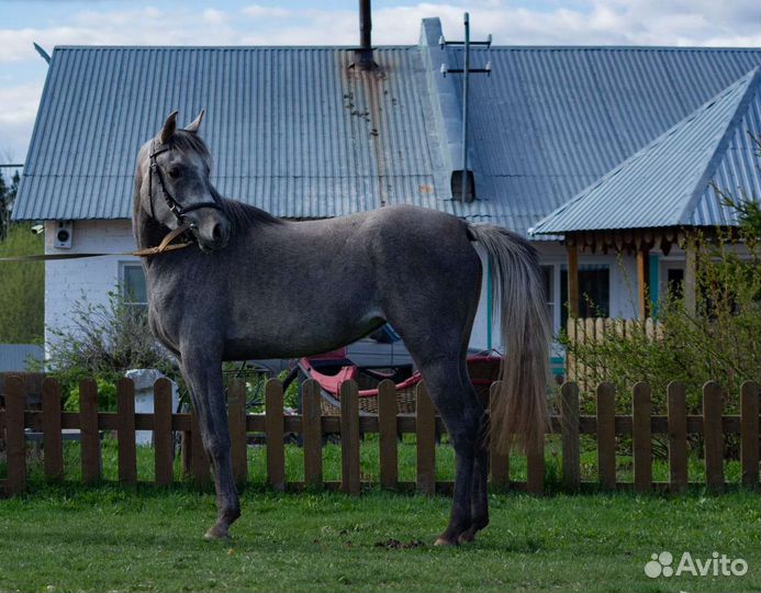 Арабская кобыла египетской линии