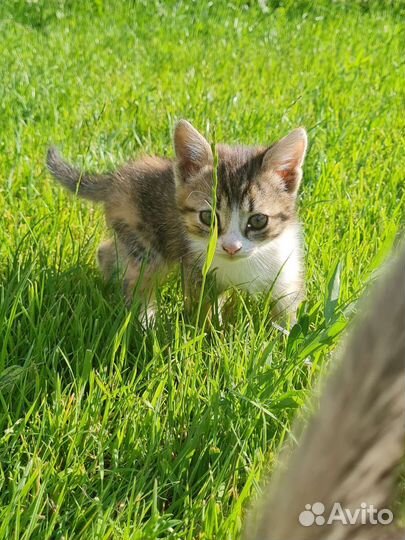 Котята в добрые руки бесплатно