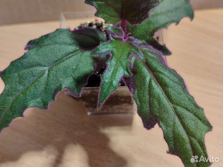 Гинура оранжевая (Gynura aurantiaca)