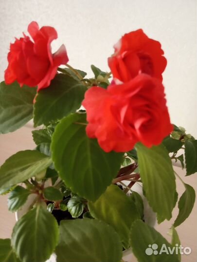 Комнатные цветы